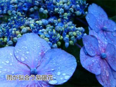 ２紫陽花の.jpg